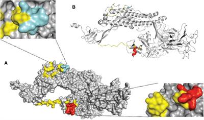 A novel approach to designing viral precision vaccines applied to SARS-CoV-2